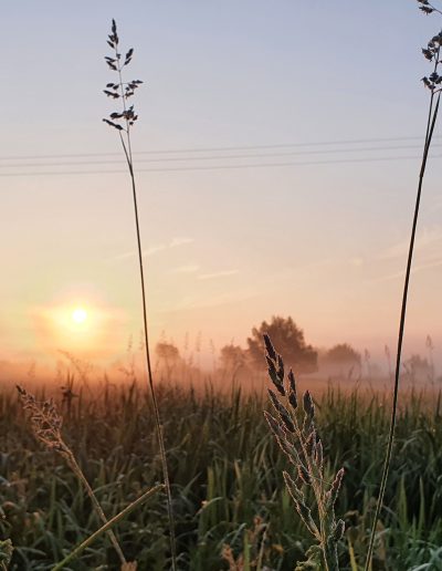 Misty morning at sunrise showing grasses in the water meadow