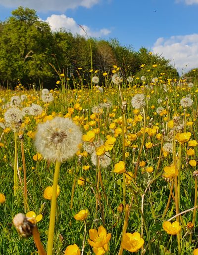 Buttercups and dandelions in the meadow