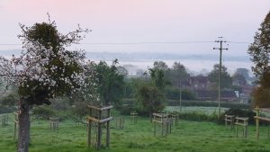 Pink sky and view down the orchard at sunrise