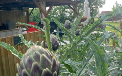 Artichokes now budding by the Outdoor Kitchen