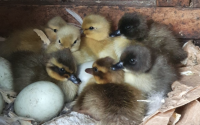 Ducklings have just hatched