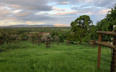 From Charlie, our returning Cuckoo