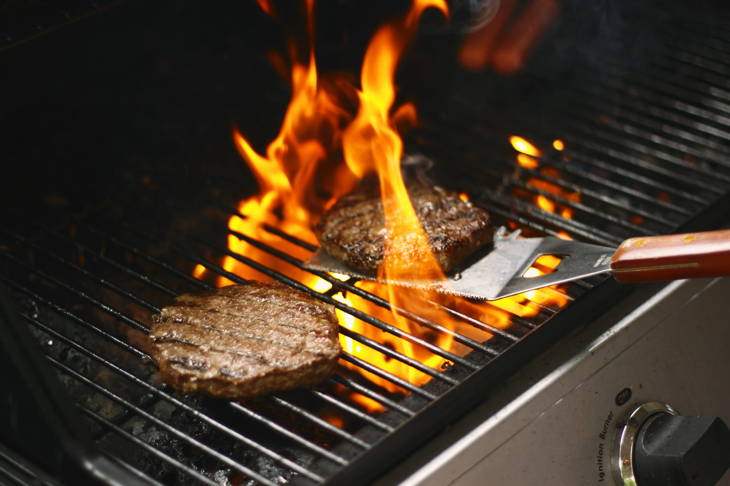 Burger Barbecue Gloucester cattle, mother and calf