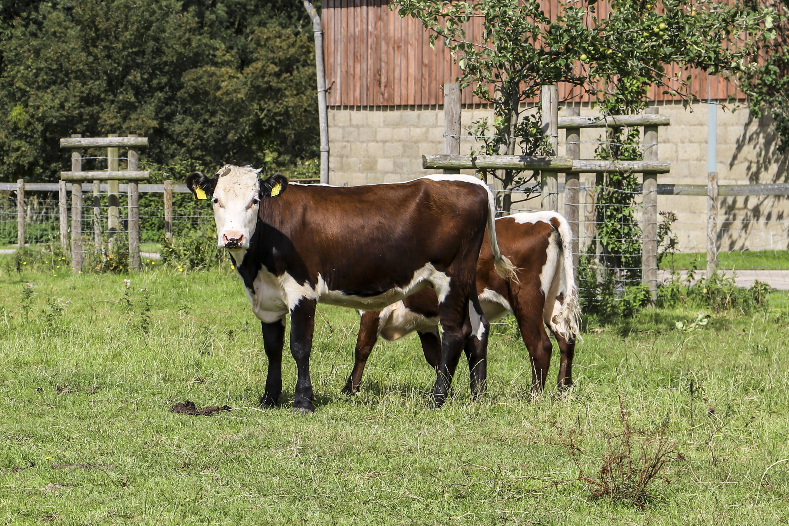 farm_1